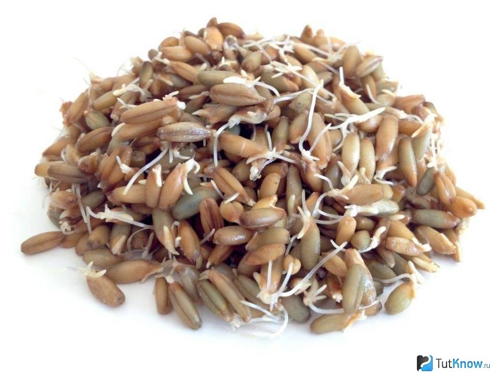 Рожь на проращивание, 1 кг.